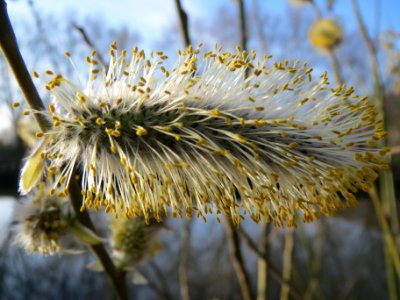 20140311Salix caprea2