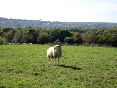 20191013Moutons Spicheren4