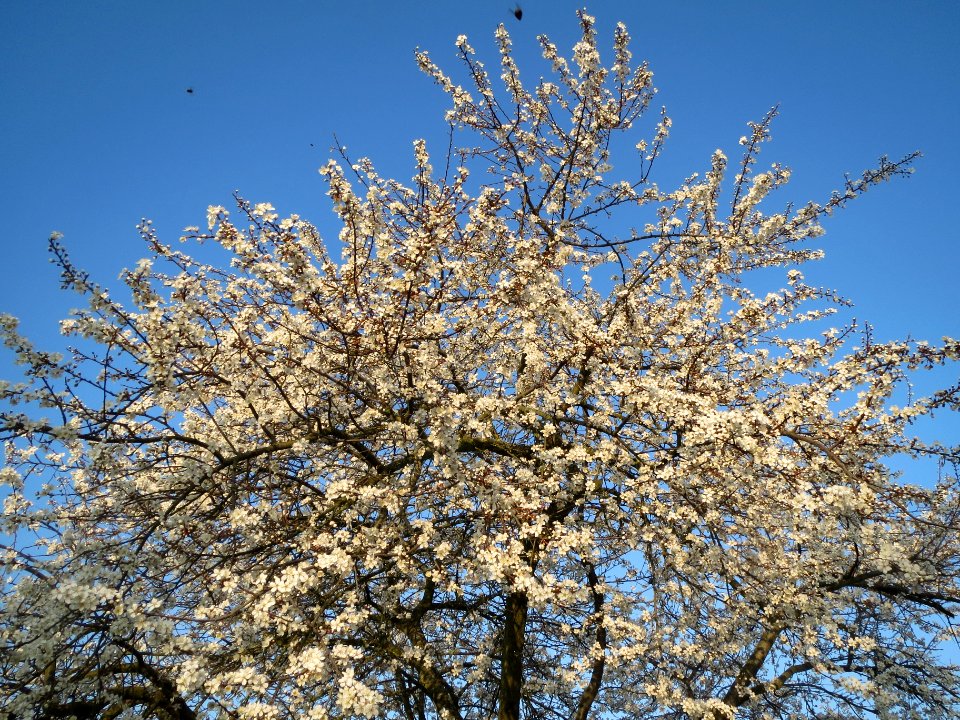 20140308Prunus cerasifera Hockenheim6