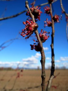 20140217Ulmus minor02 photo