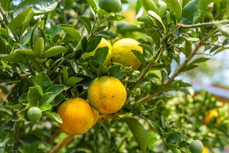 Garden australian citrus fruit