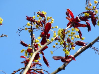 20140406Ahorn Altlussheim06