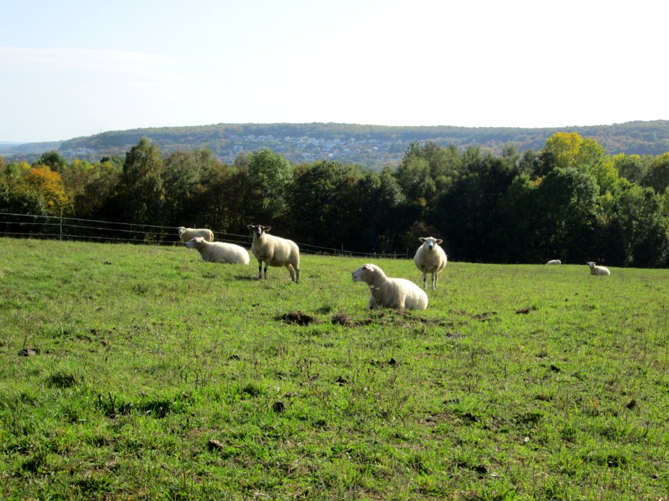 20191013Moutons Spicheren5