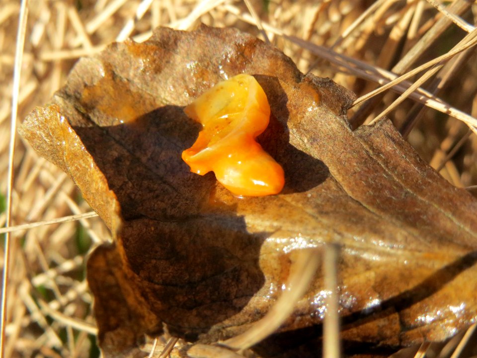 Hippophae rhamnoides