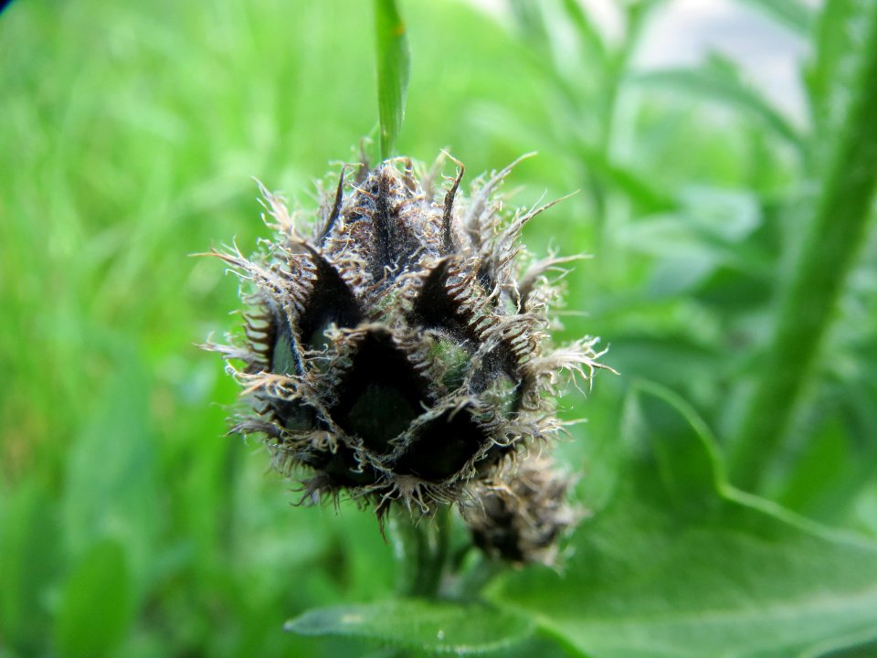 20140406Centaurea scabiosa1