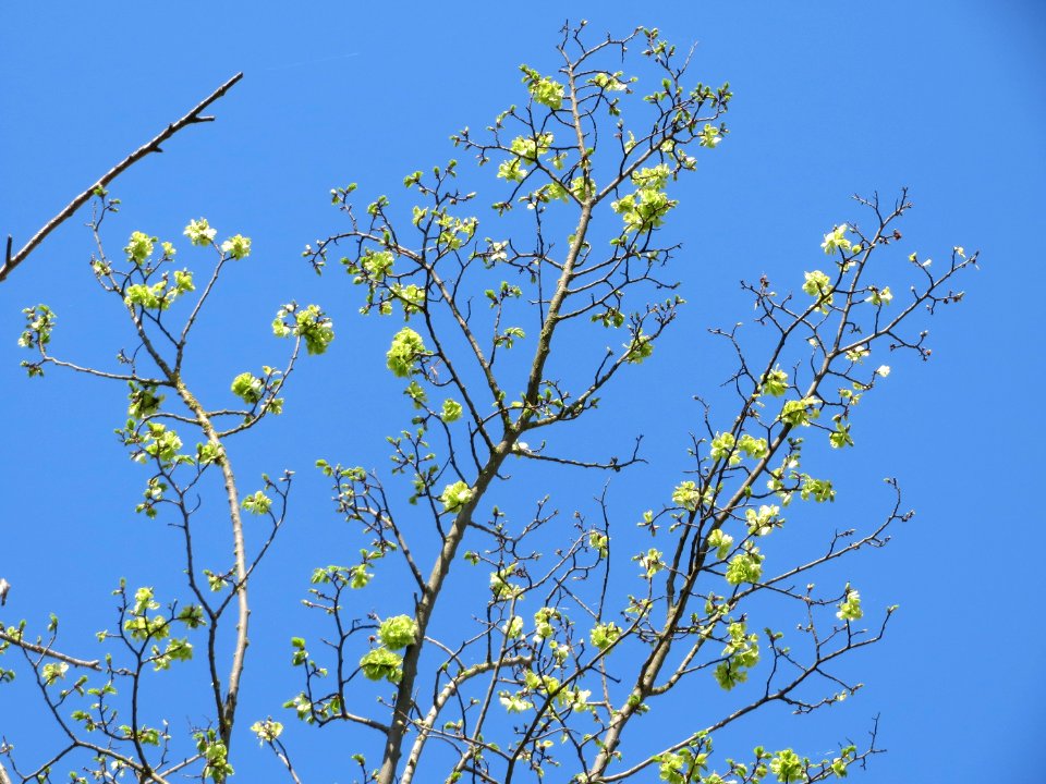 20150420Ulmus minor2