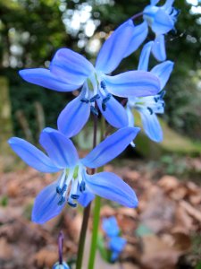 20140313Scilla luciliae4