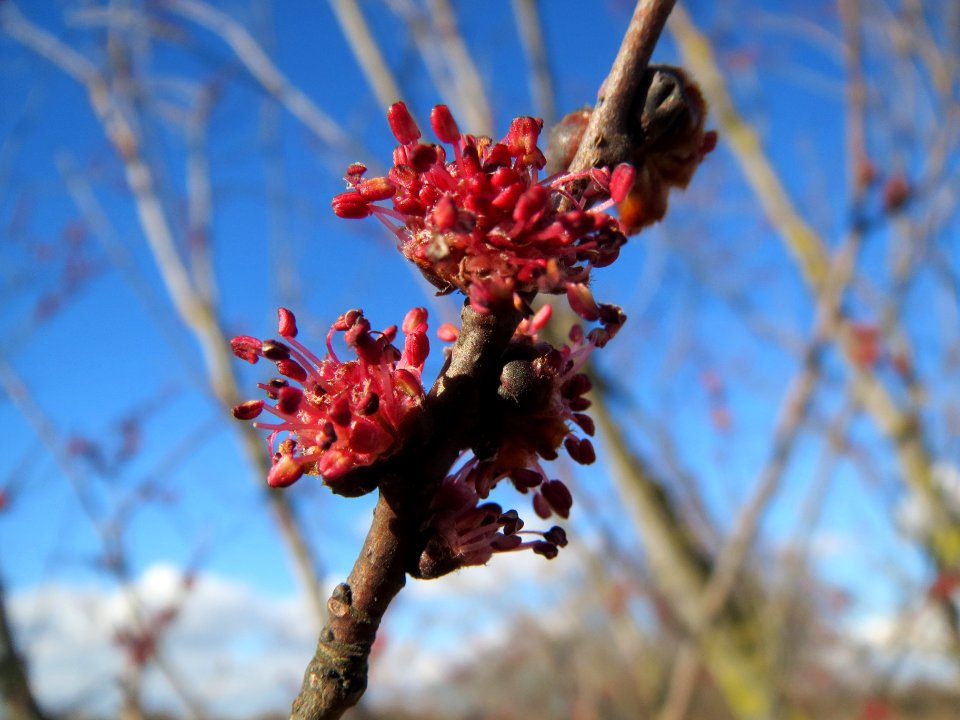 20140217Ulmus minor03