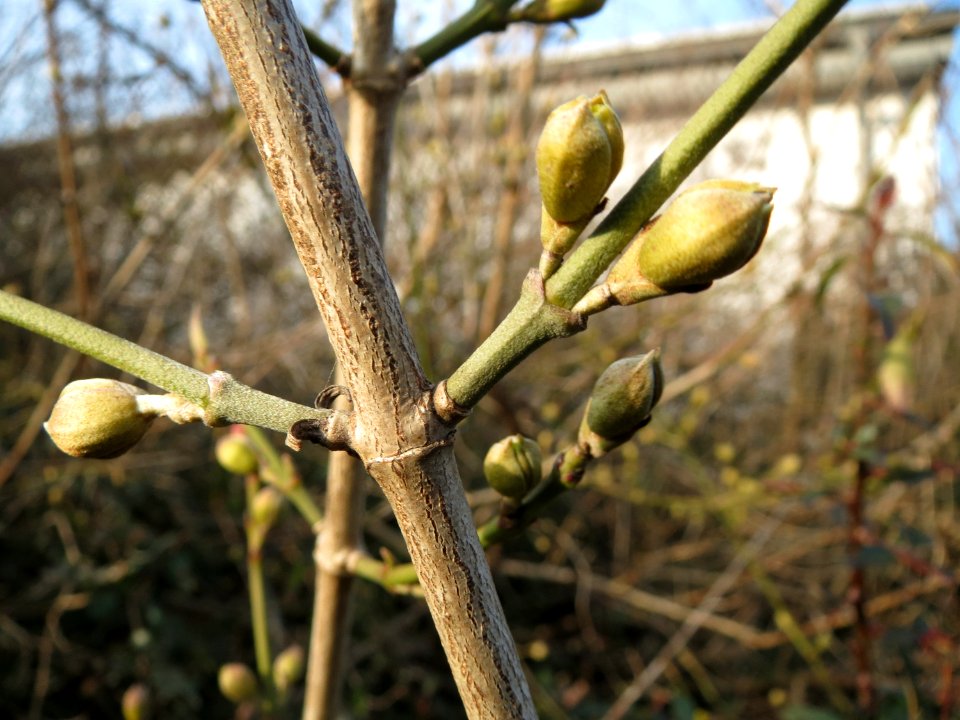 20150213Cornus mas1