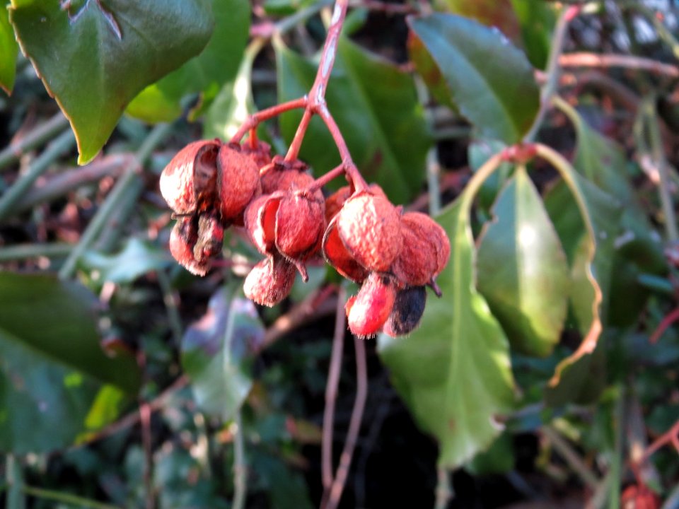 20150213Euonymus japonicus1