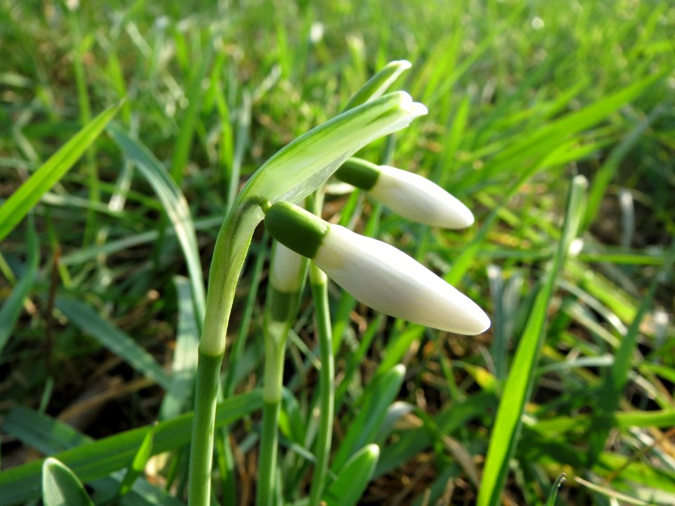 20150213Galanthus nivalis2