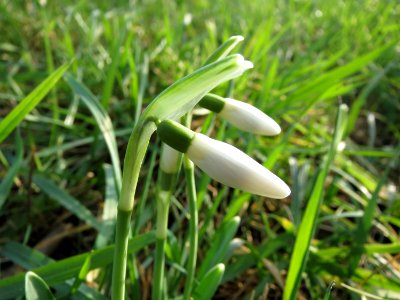 20150213Galanthus nivalis2
