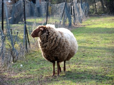 20150318Schafe Hockenheim5
