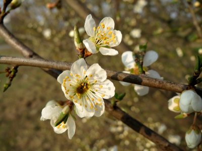 20150319Prunus cerasifera6