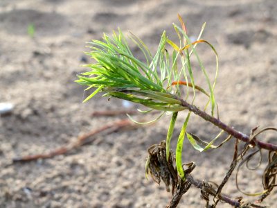 20141017Euphorbia cyparissias4