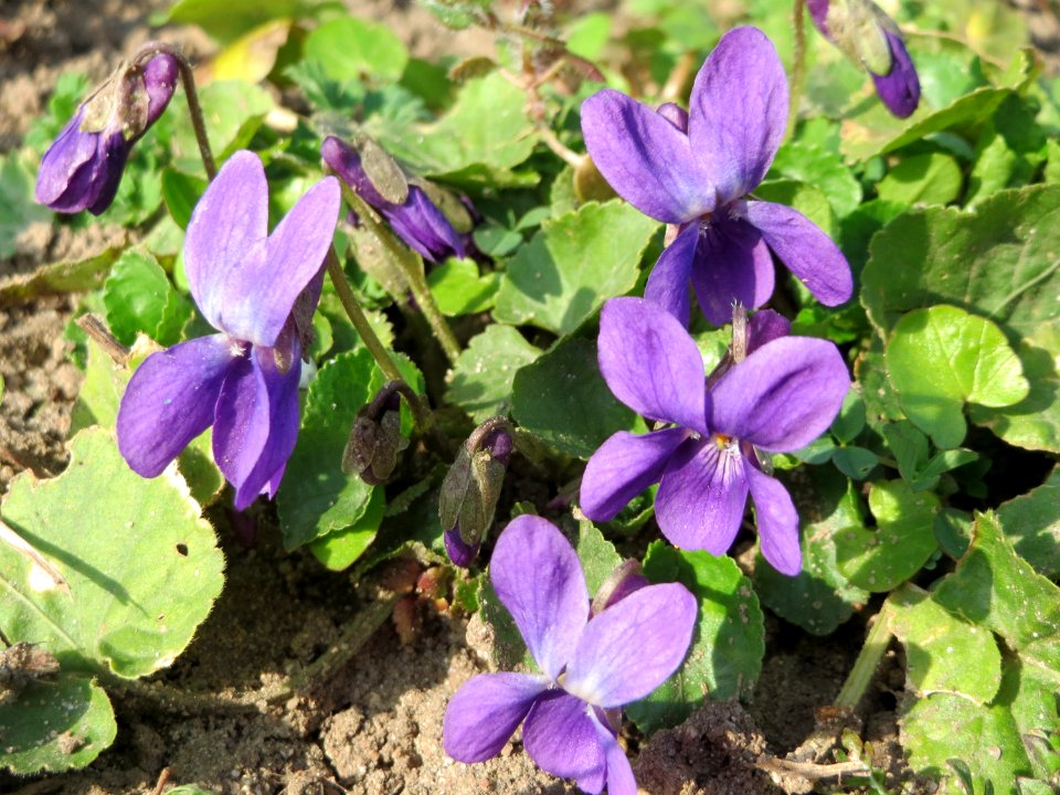 20150318Viola odorata1