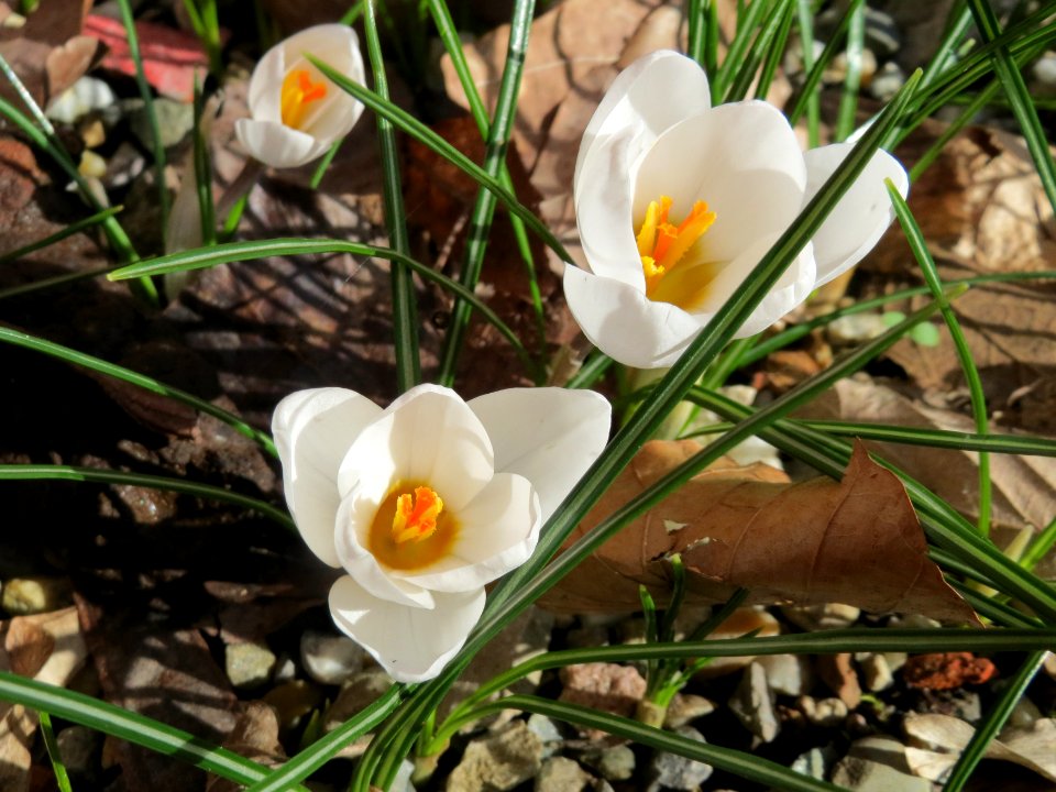 20150228Crocus6