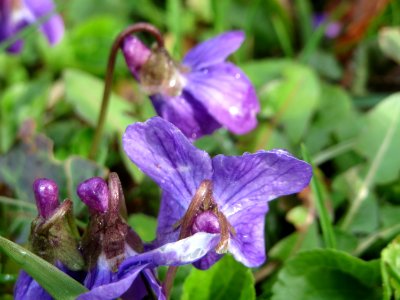 20150404Viola odorata1