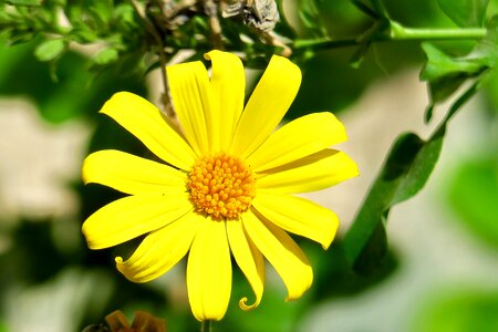 Flower garden leaf