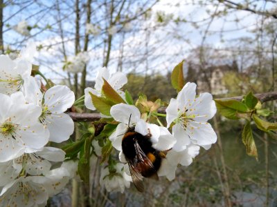 20150413Prunus sect Cerasus4