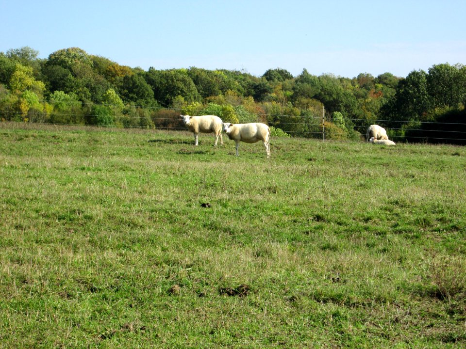 20191013Moutons Spicheren2