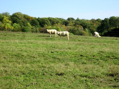 20191013Moutons Spicheren2