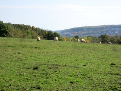 20191013Moutons Spicheren1