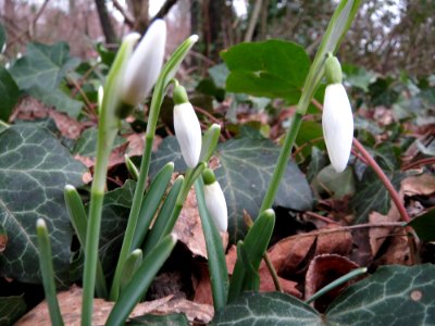 20150217Galanthus nivalis1