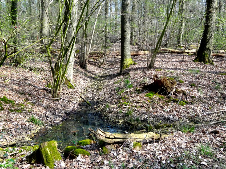 20150410 Hekenbroek1
