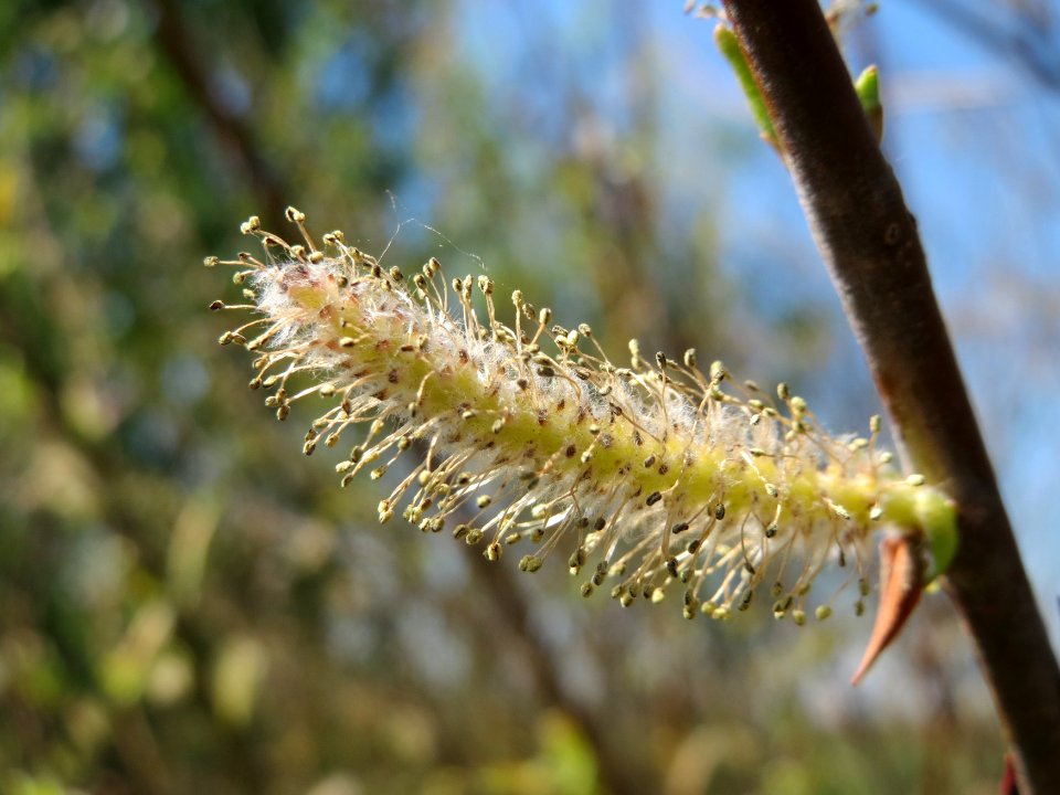 20150420Salix purpurea5