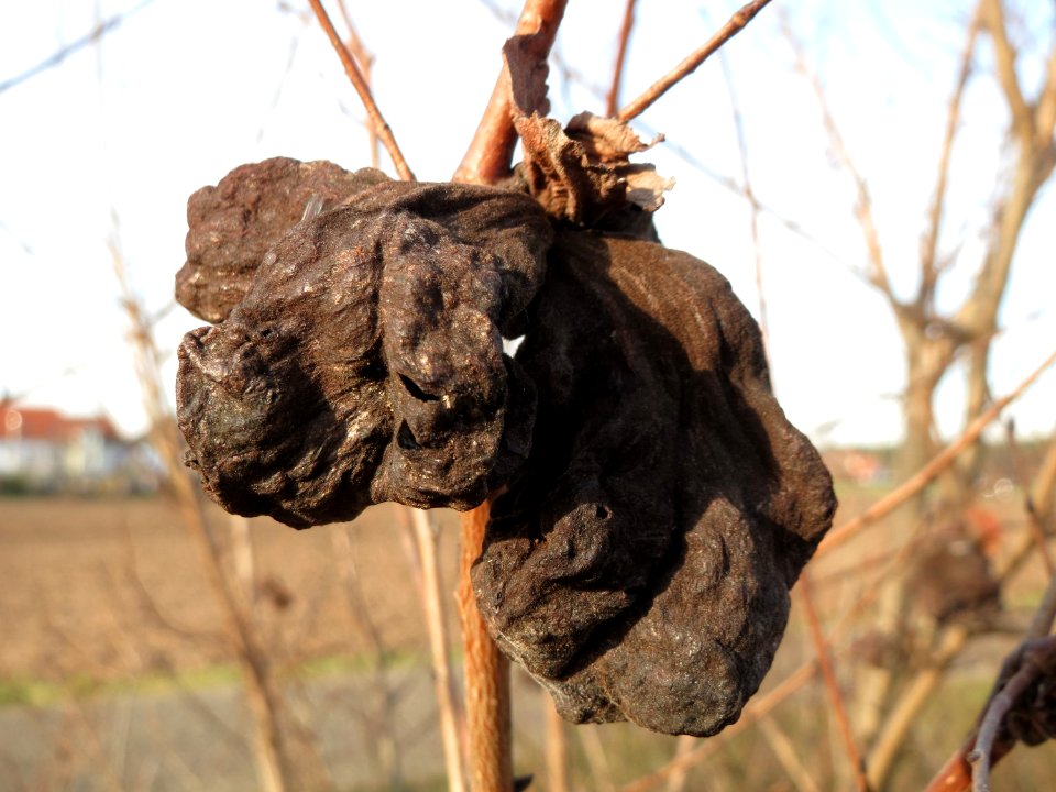 20150203Ulmus minor21