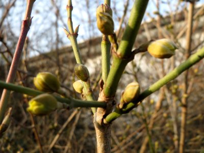 20150213Cornus mas2