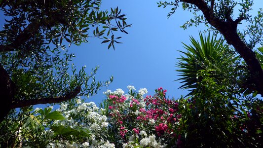 Beautiful garden flowers
