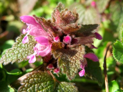 20150226Lamium purpureum2