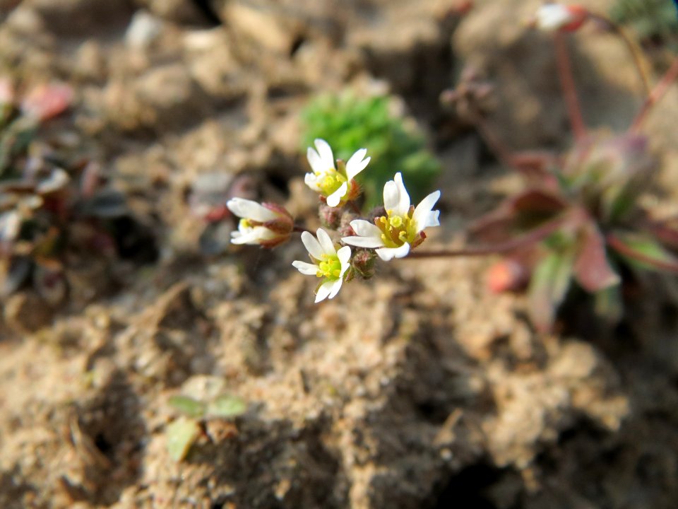 20150319Draba verna1