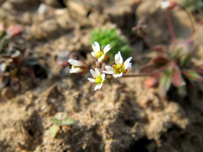 20150319Draba verna1