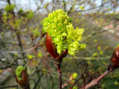 20150407Acer platanoides2