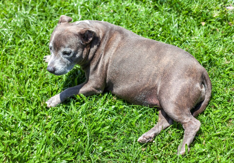 Staffordshire dog australian breed family pet