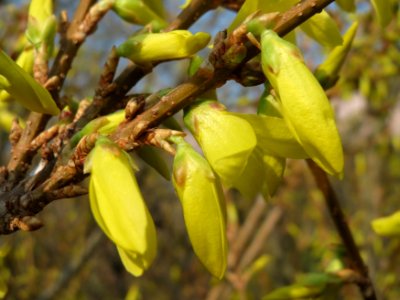 20150319Forsythia x intermedia4