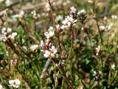 20150319Cardamine hirsuta1