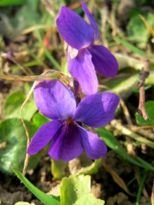 20150318Viola odorata3