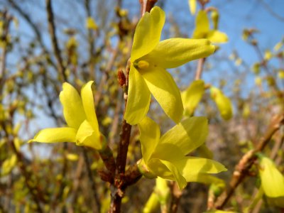 20150319Forsythia x intermedia1
