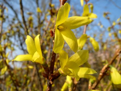 20150319Forsythia x intermedia1 photo