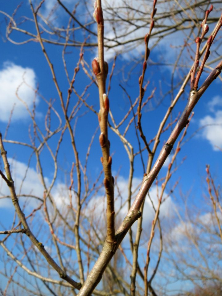 20150312Salix purpurea1