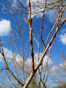 20150312Salix purpurea1