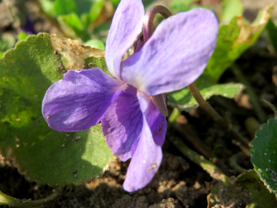 20150318Viola odorata5