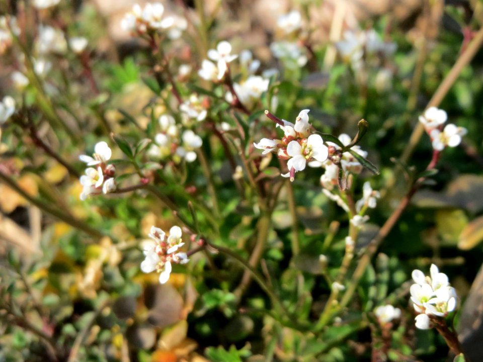 20150319Cardamine hirsuta2