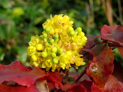 20150404Mahonia aquifolium4