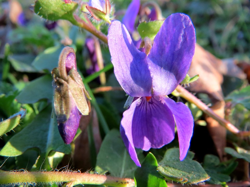 20150321Viola odorata