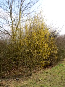 20150322Cornus mas